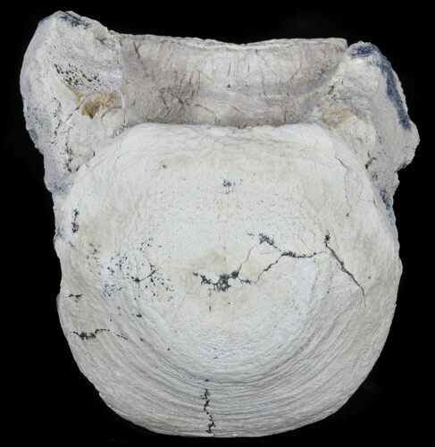Fossil Brontotherium (Titanothere) Vertebrae - South Dakota #60646